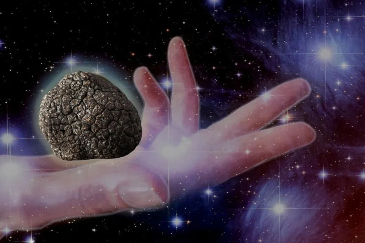 Alla scoperta del mistero dei tartufi: natura, tradizione e segreti nascosti