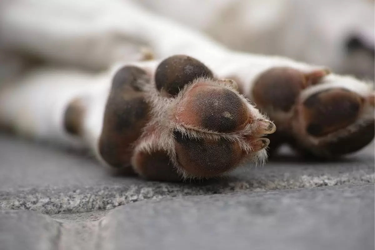 Avvelenamento cani da tartufo: deliziosi funghi ipogei una trappola per i migliori amici dell'uomo