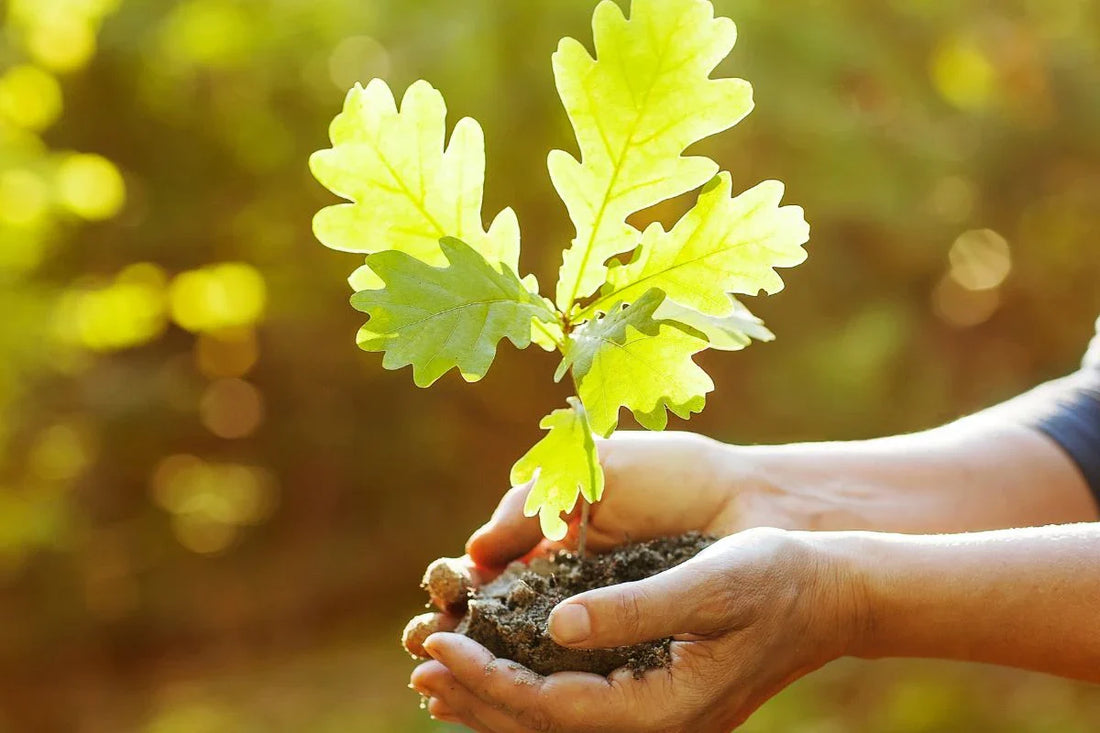 Coltivare i tartufi nel proprio terreno
