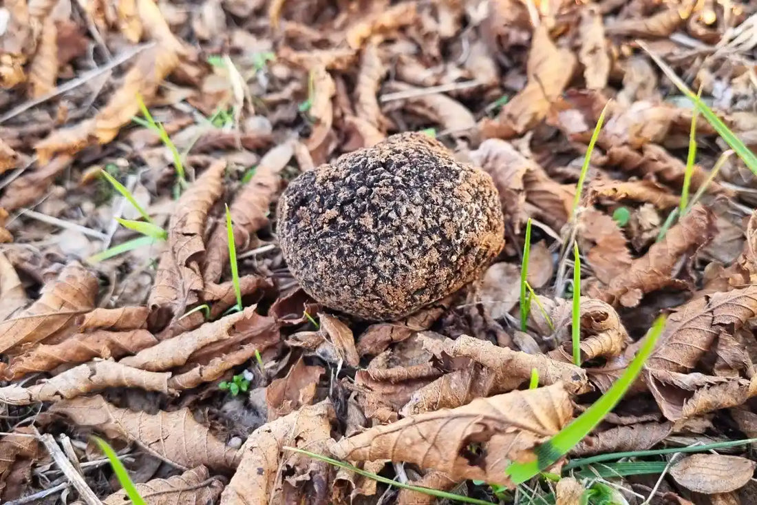Come si riproduce il tartufo?