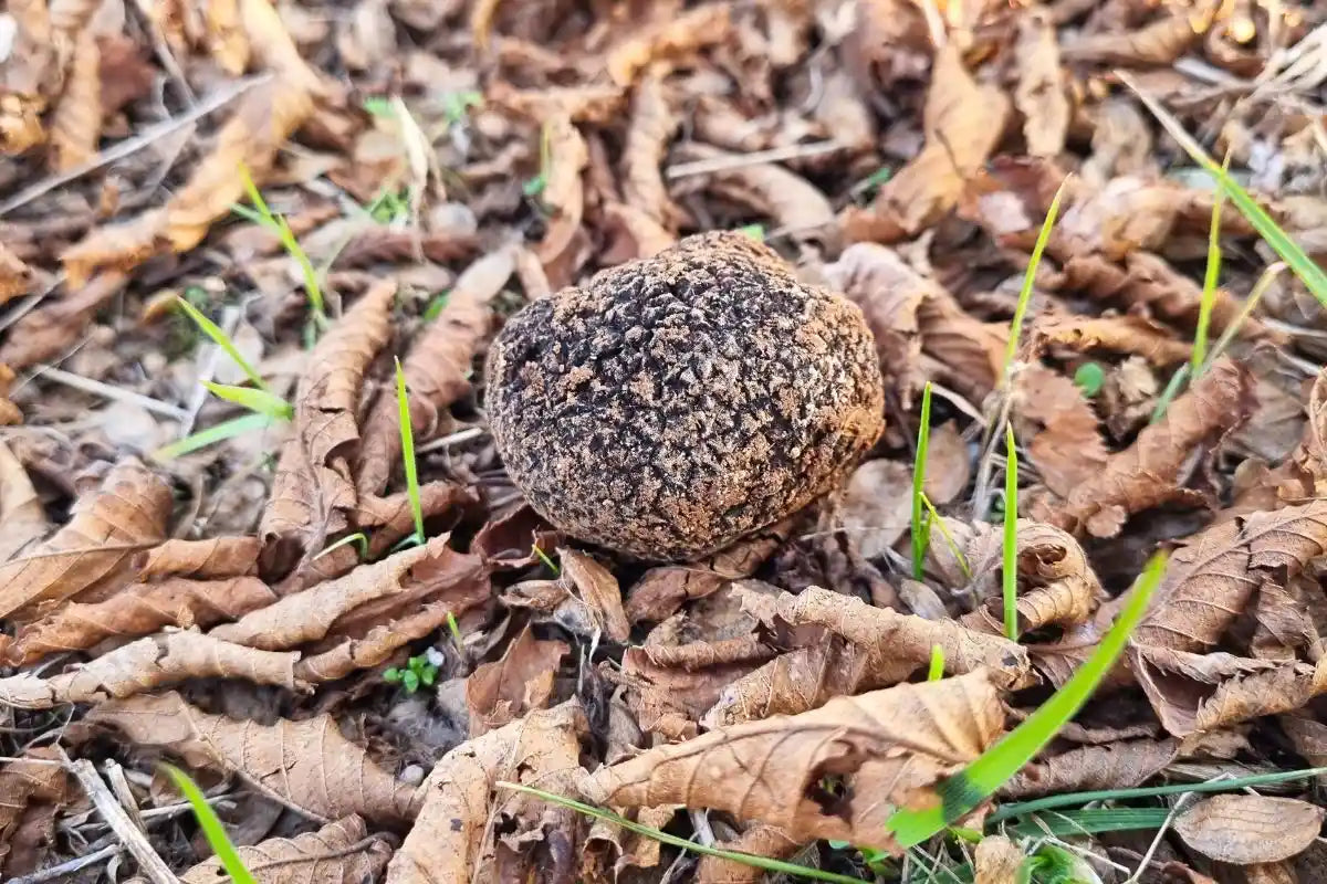 Come si riproduce il tartufo?