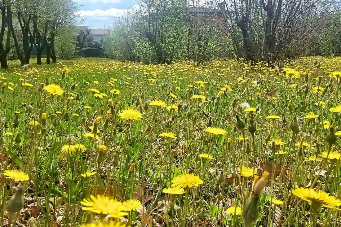 Esplorando i tartufi primaverili