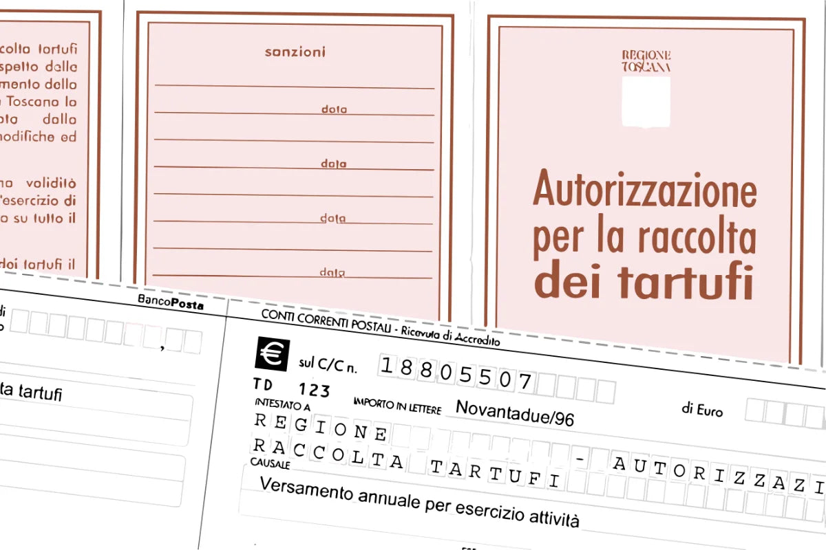 Guida alla raccolta dei tartufi in Italia: requisiti e procedure