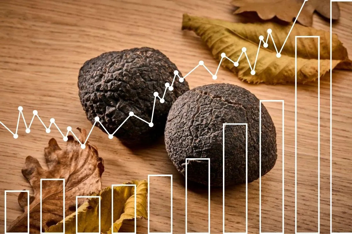 Il boom del Tartufo Nero Pregiato: scopri le ragioni dietro il suo record di prezzo a 2.000,00 euro al Kg