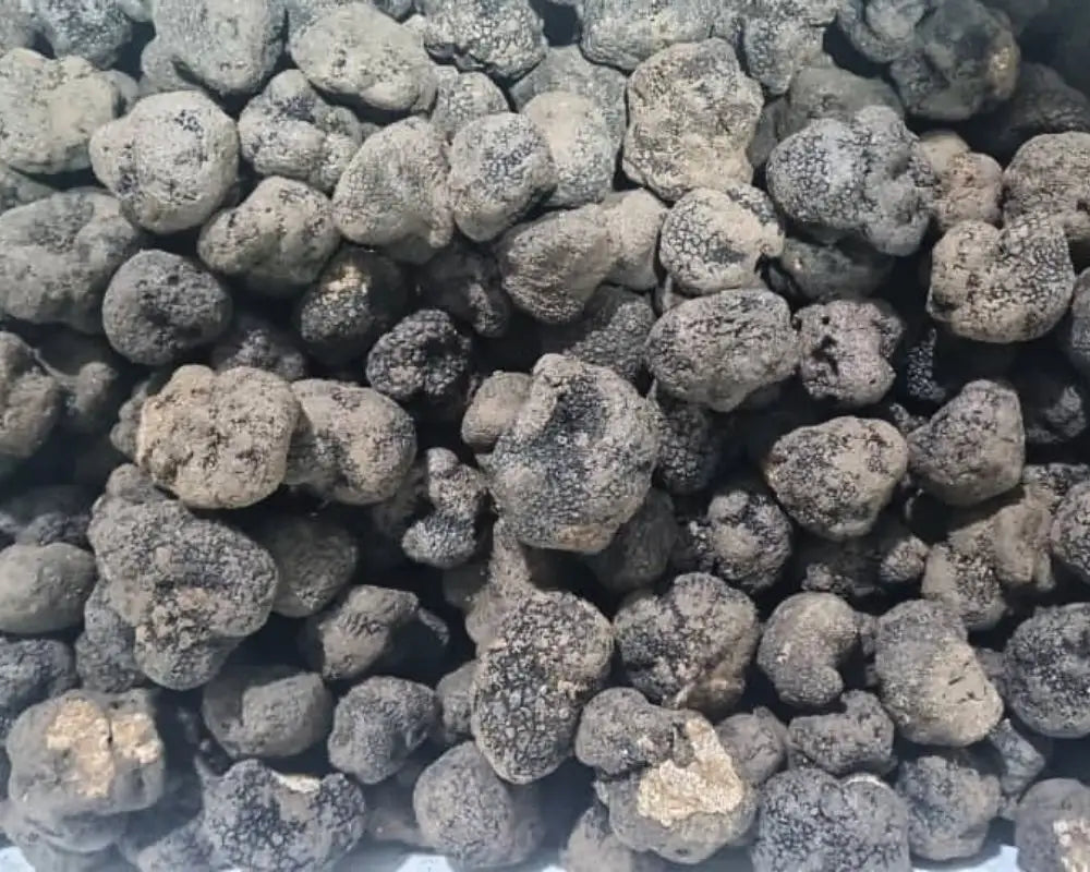 La questione del tartufo estero: il punto di vista di nero pregiato