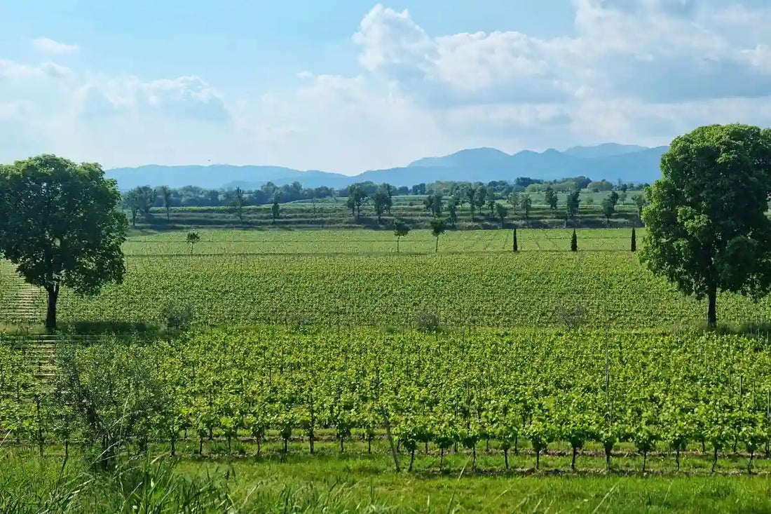 Perché il Tartufo merita più del vino