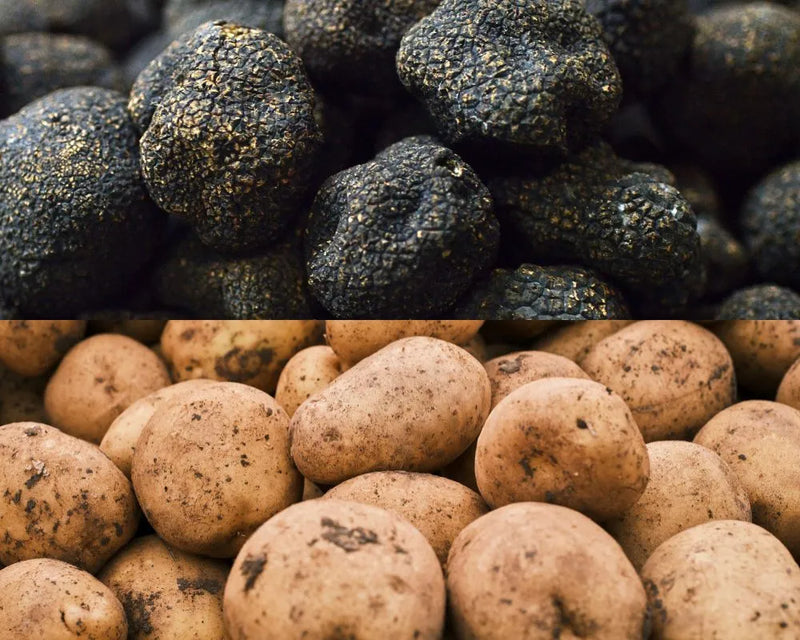 Perché il Tartufo non è un tubero
