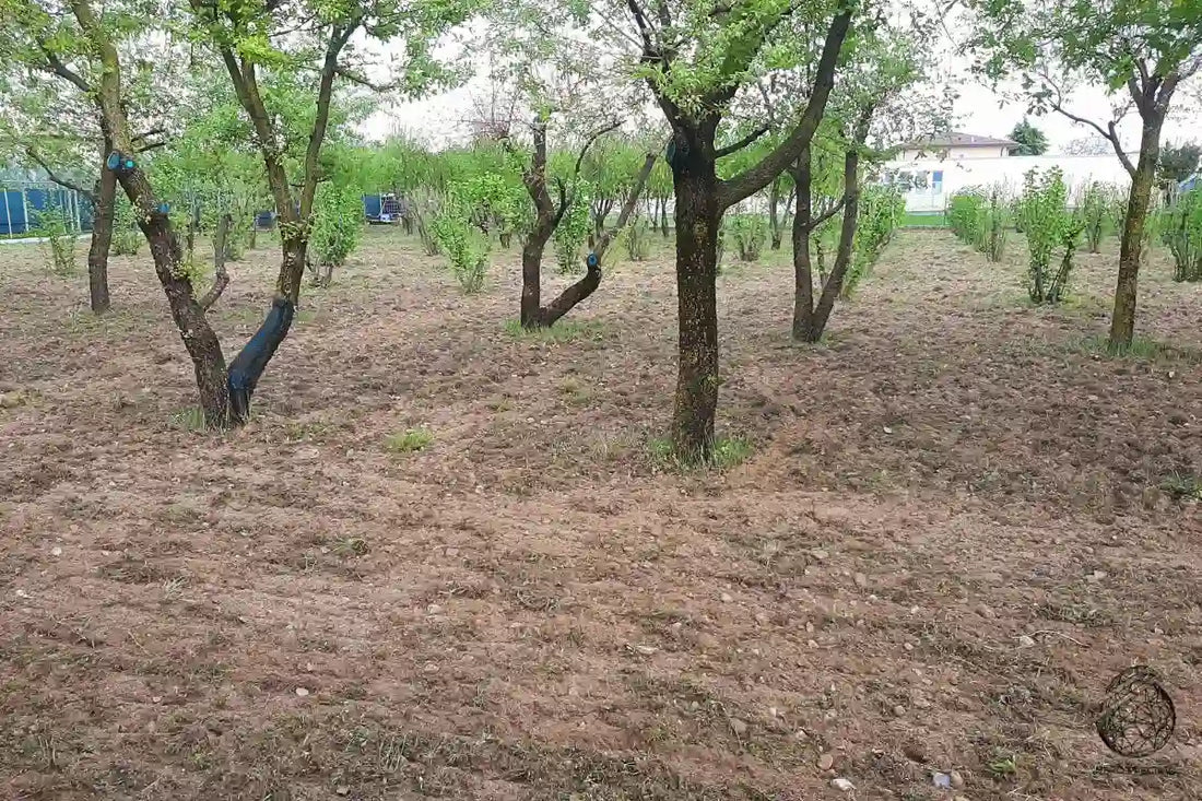 Piante da tartufo: scelta delle piante, terreno ideale e costi