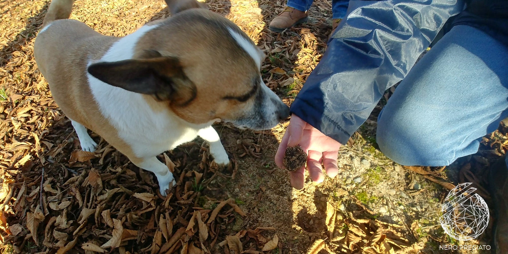 L'importanza dei cani nella raccolta del tartufo