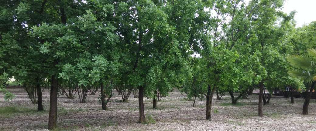 Ecologia del Tuber Melanosporum