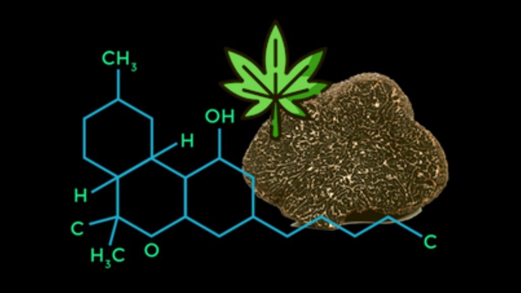 Tartufo come la Cannabis, contiene la molecola del piacere. Bufala o verità?