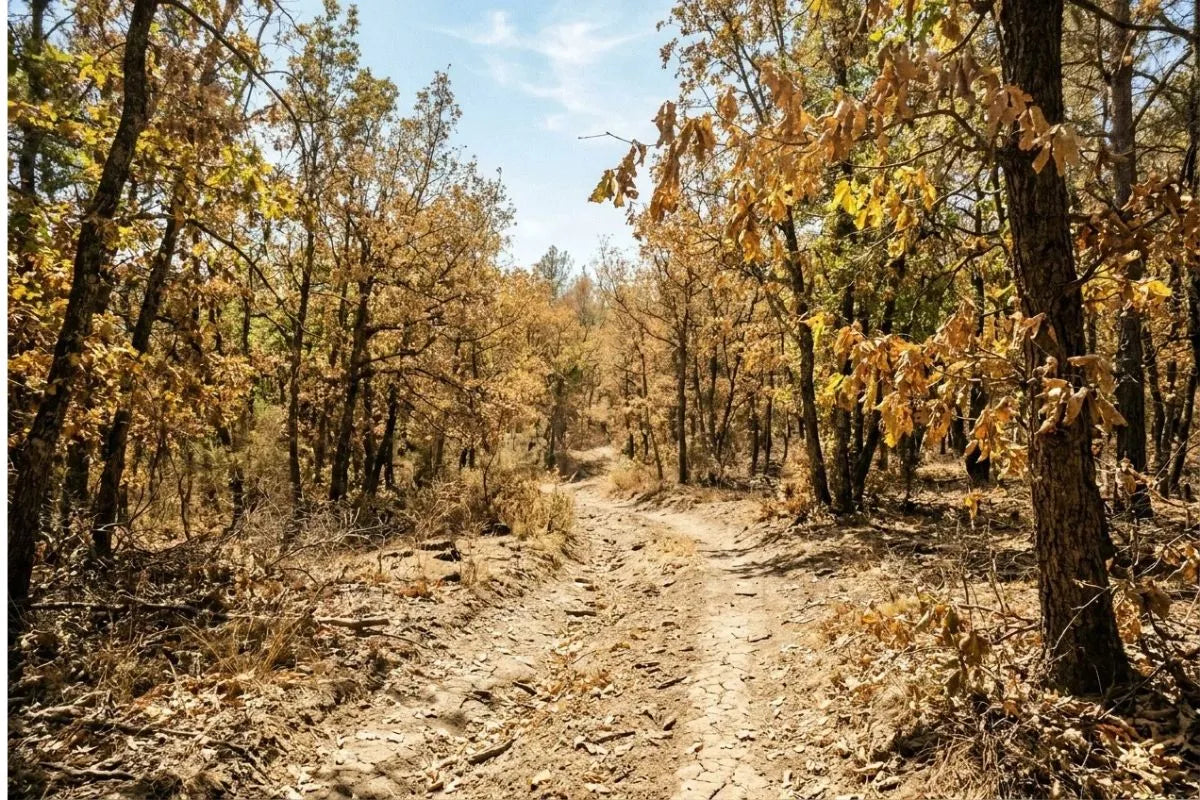 Bosco estivo in condizioni di grave siccità, con terreno arido e fessurato, alberi con chiome ingiallite e luce calda del sole.