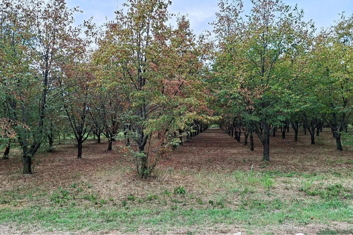 piante tartufigene micorizzate in terreno privato incolto da molti anni