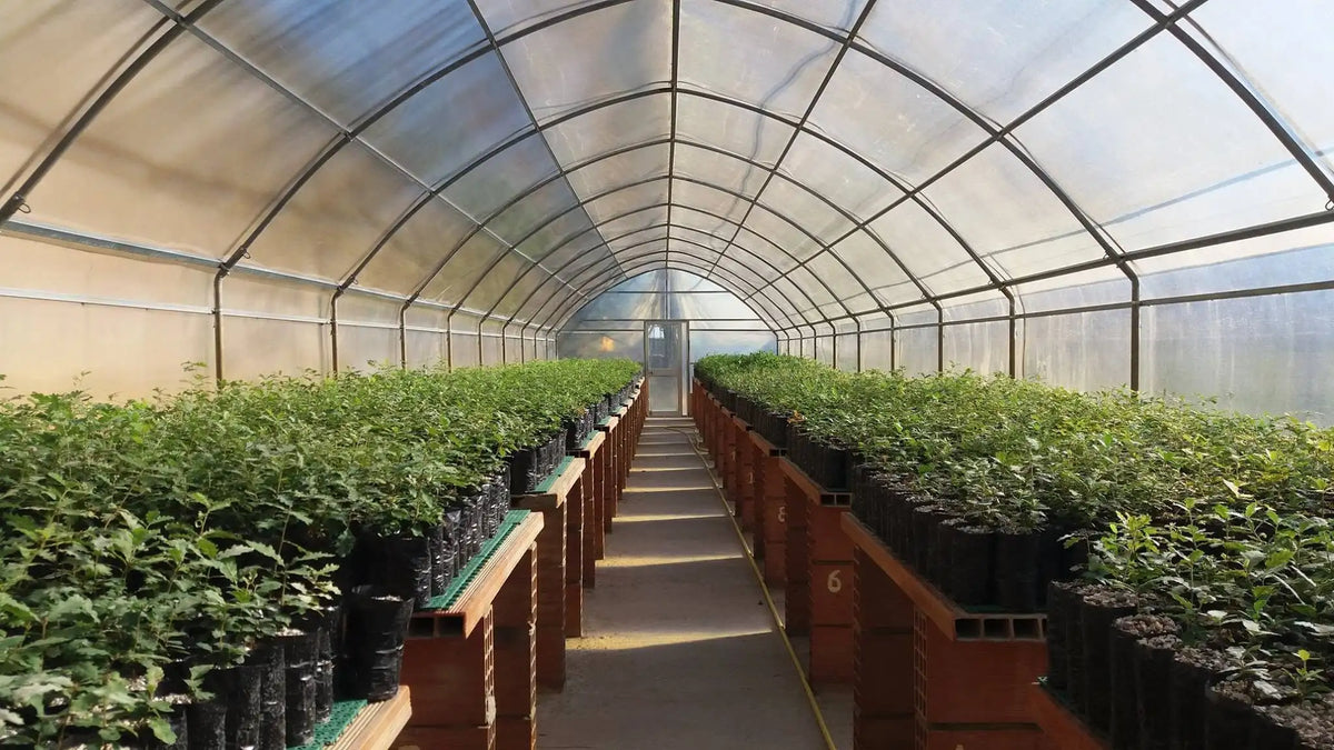Vivaio Specializzato nella produzione di piante tartufigene micorizzate da oltre 30 anni