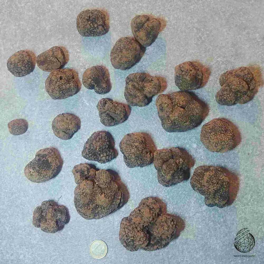Tartufo Nero Pregiato SCELTA MISTA