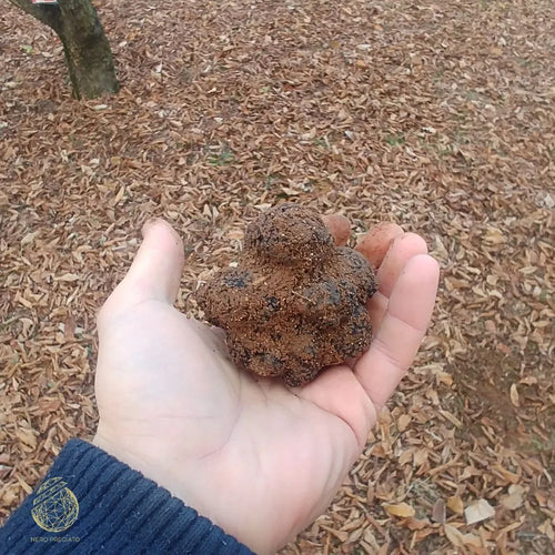 AFFASCINANTE MONDO DEL TARTUFO NERO PREGIATO