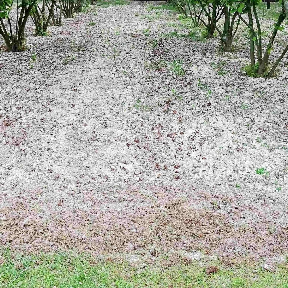 AFFASCINANTE MONDO DEL TARTUFO NERO PREGIATO