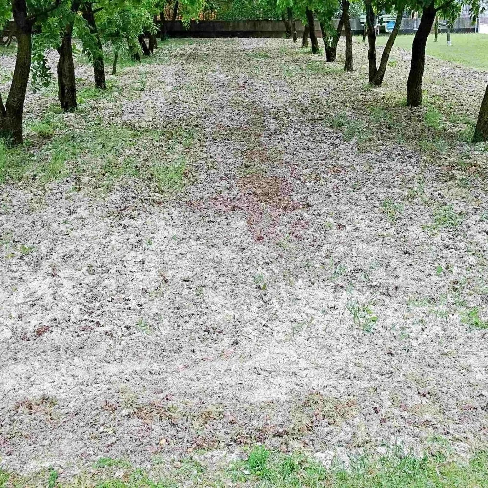 AFFASCINANTE MONDO DEL TARTUFO NERO PREGIATO