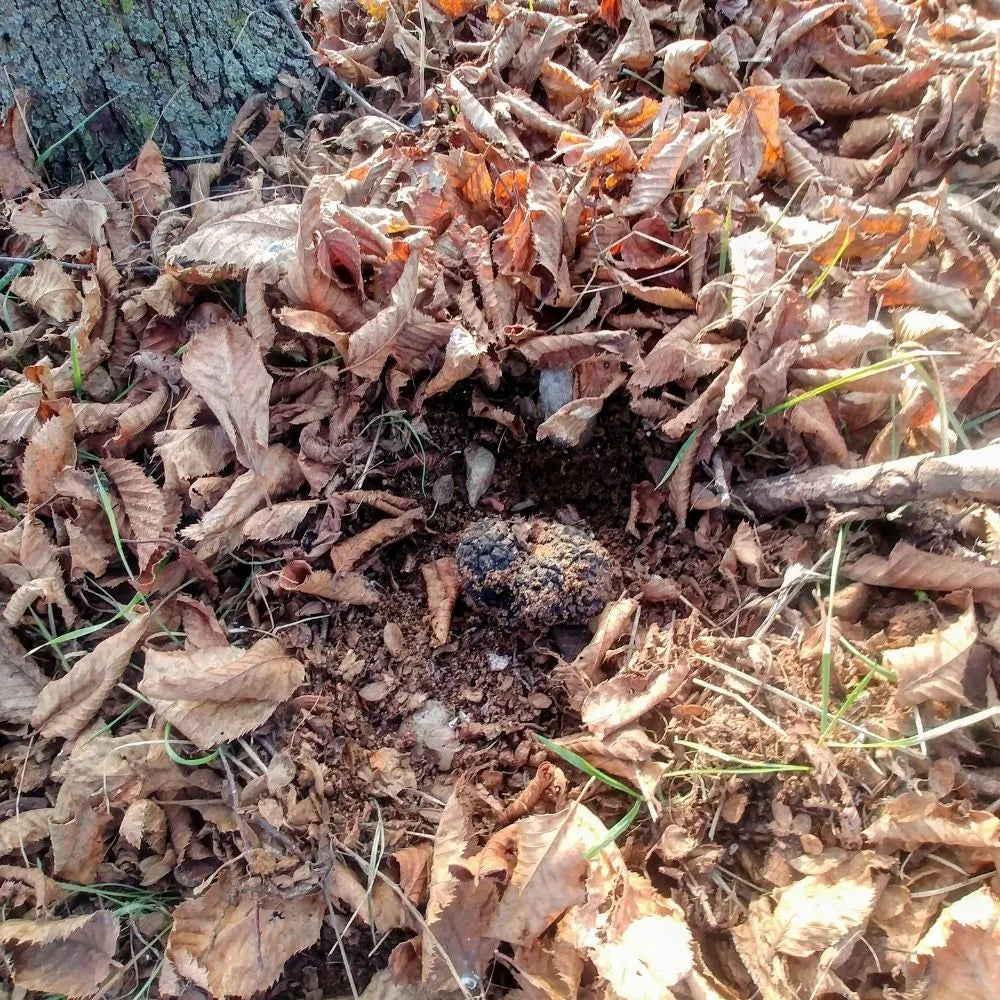 AFFASCINANTE MONDO DEL TARTUFO NERO PREGIATO