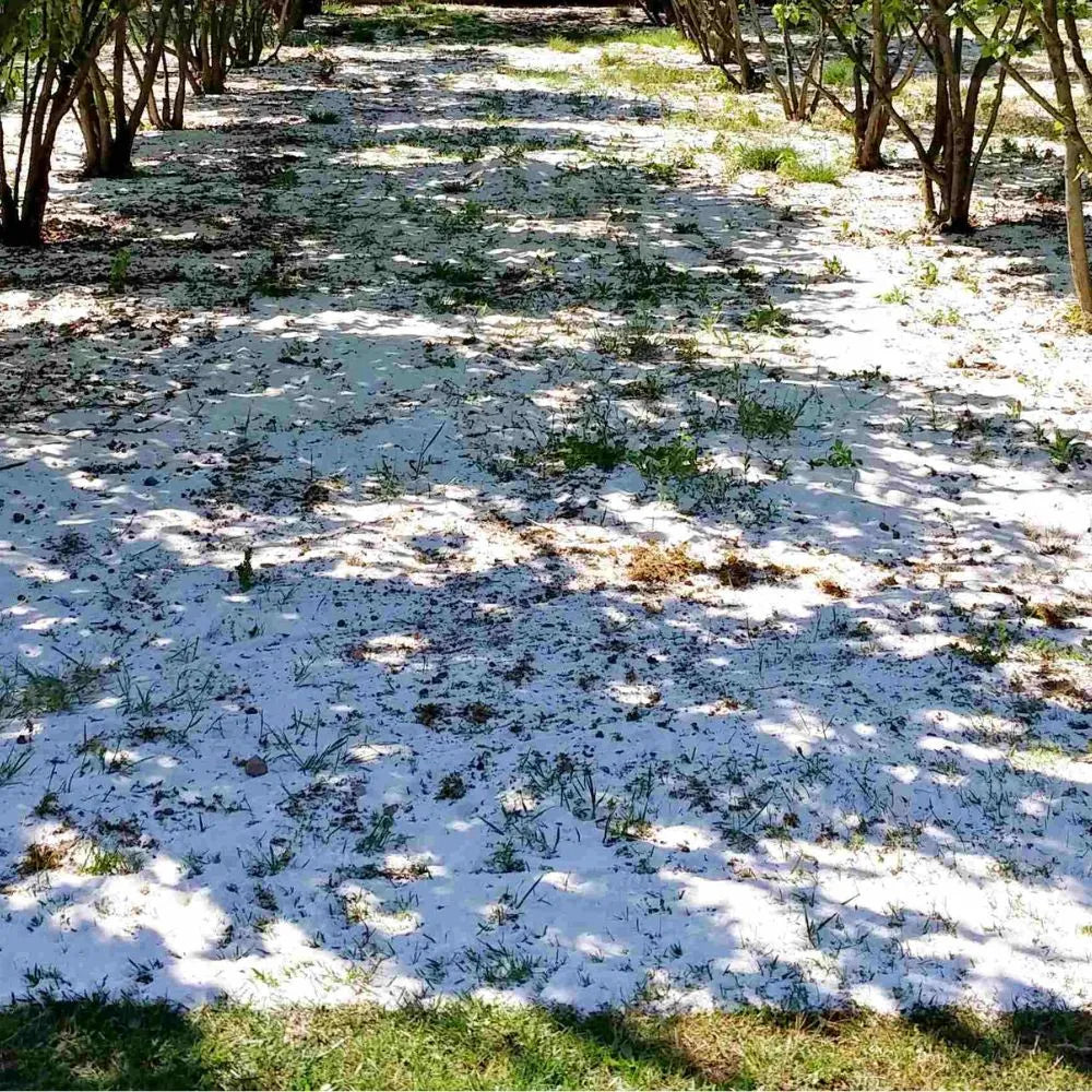 AFFASCINANTE MONDO DEL TARTUFO NERO PREGIATO