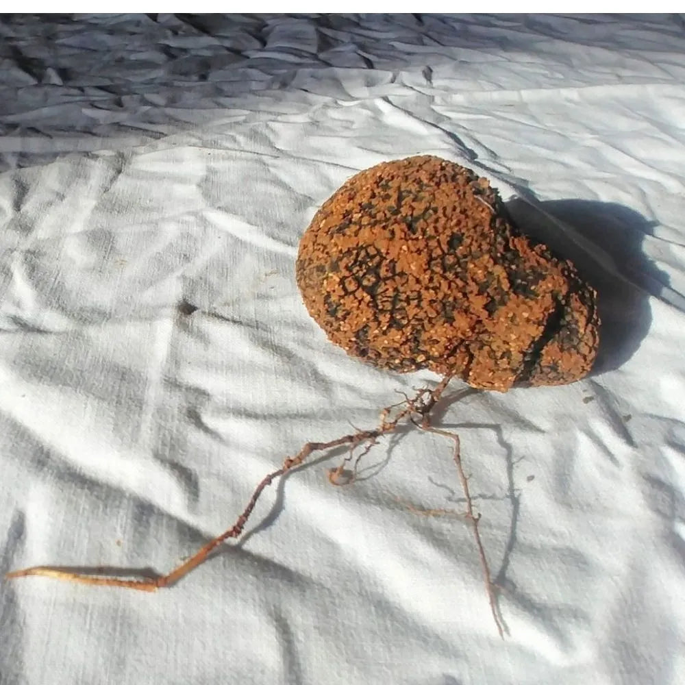 AFFASCINANTE MONDO DEL TARTUFO NERO PREGIATO