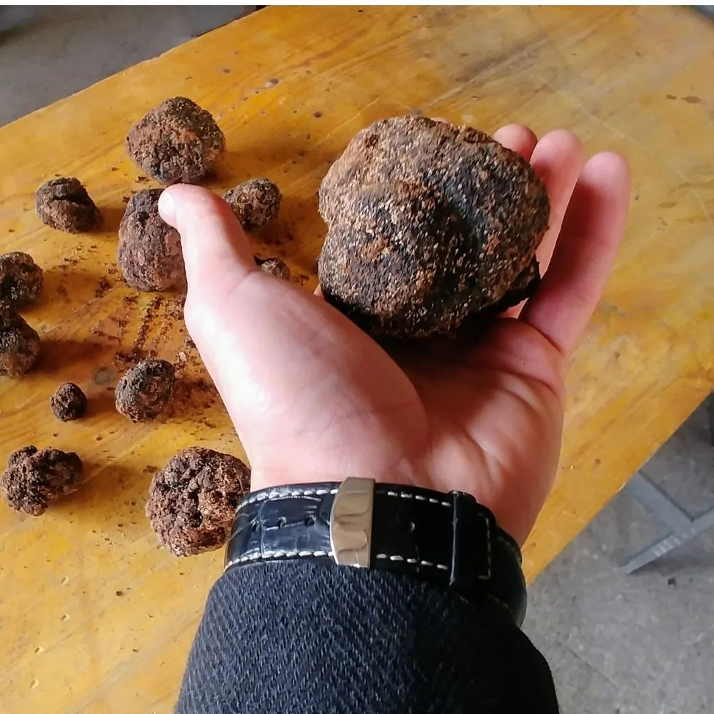 AFFASCINANTE MONDO DEL TARTUFO NERO PREGIATO