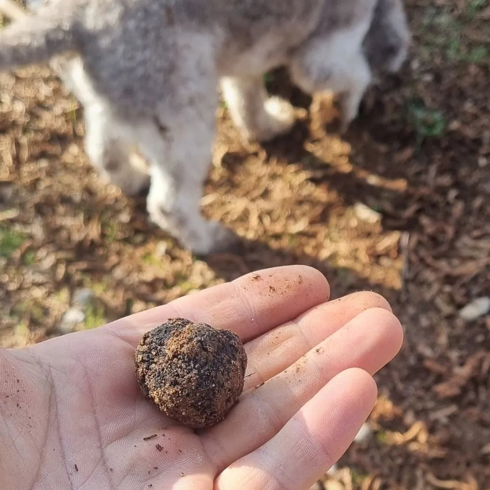 AFFASCINANTE MONDO DEL TARTUFO NERO PREGIATO