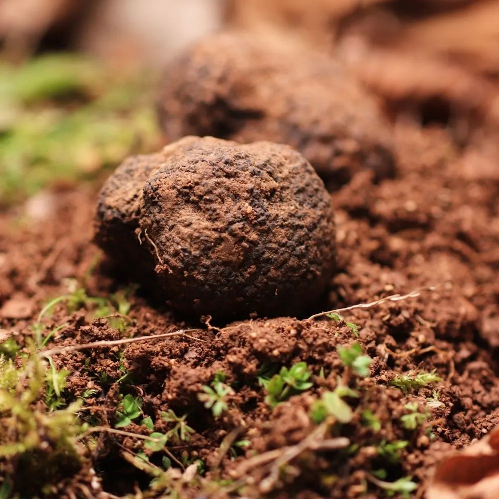 AFFASCINANTE MONDO DEL TARTUFO NERO PREGIATO
