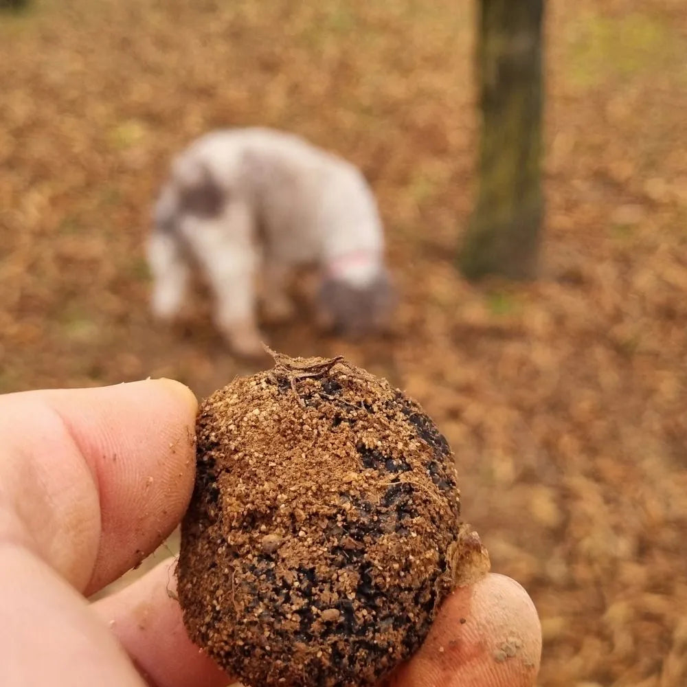 AFFASCINANTE MONDO DEL TARTUFO NERO PREGIATO