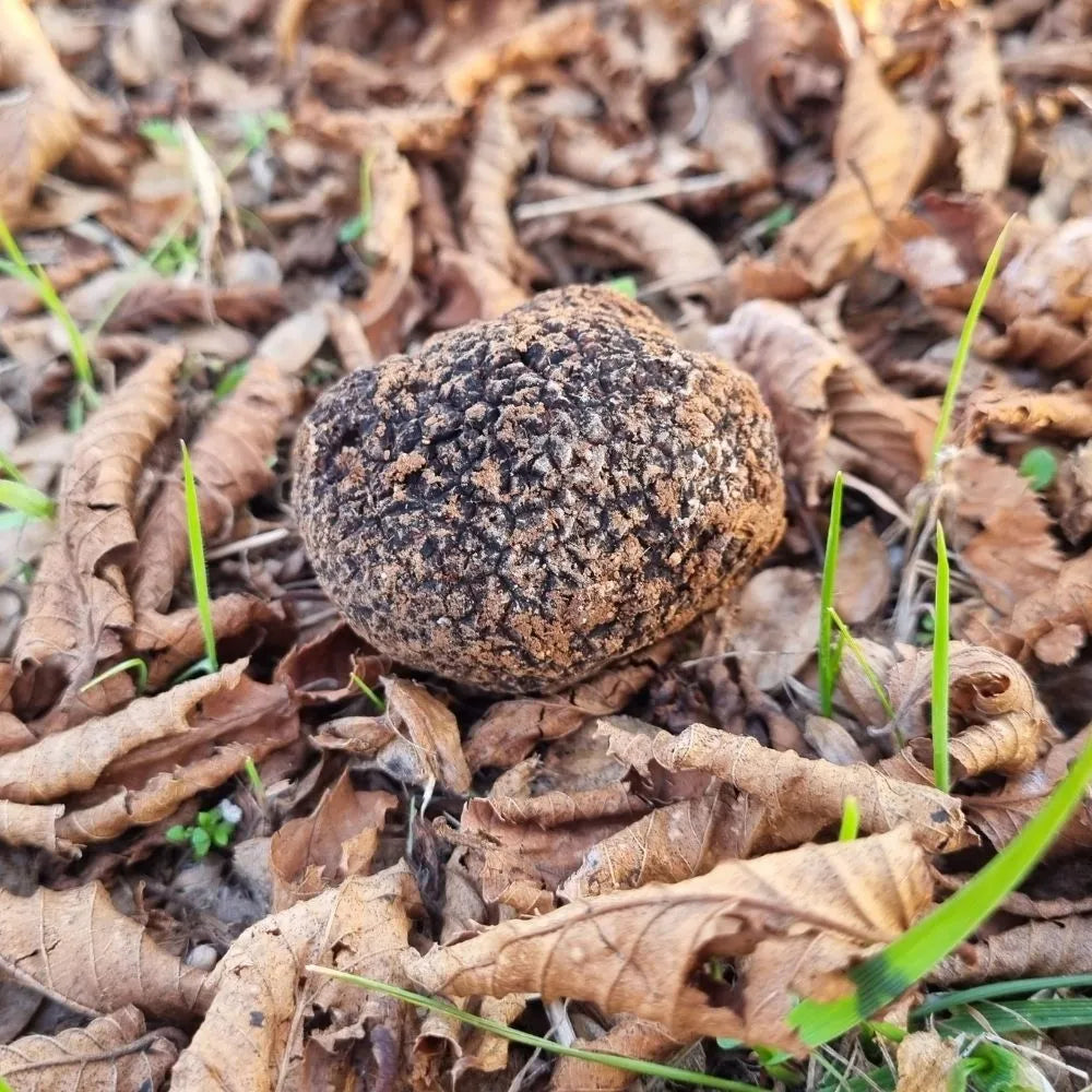 AFFASCINANTE MONDO DEL TARTUFO NERO PREGIATO