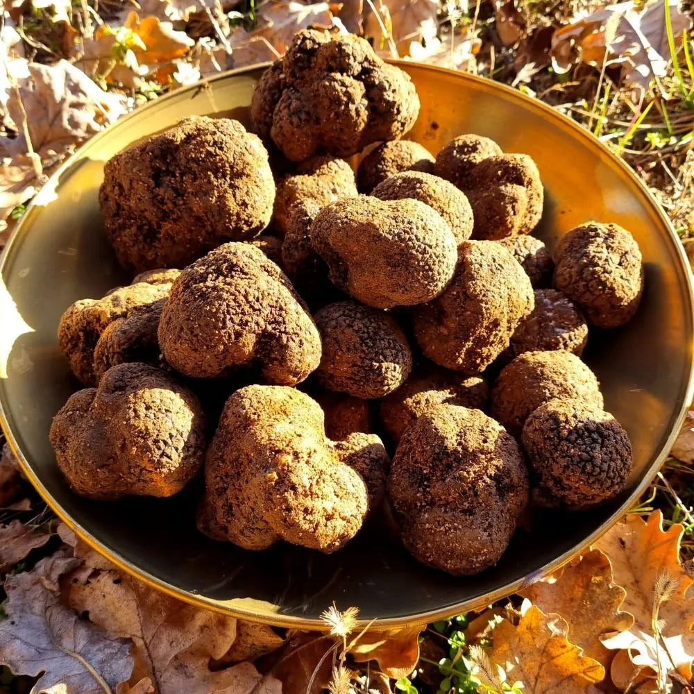 AFFASCINANTE MONDO DEL TARTUFO NERO PREGIATO