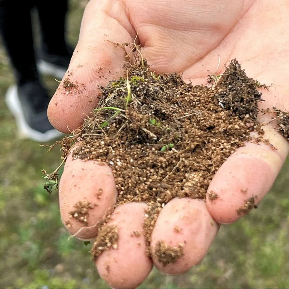 AFFASCINANTE MONDO DEL TARTUFO NERO PREGIATO