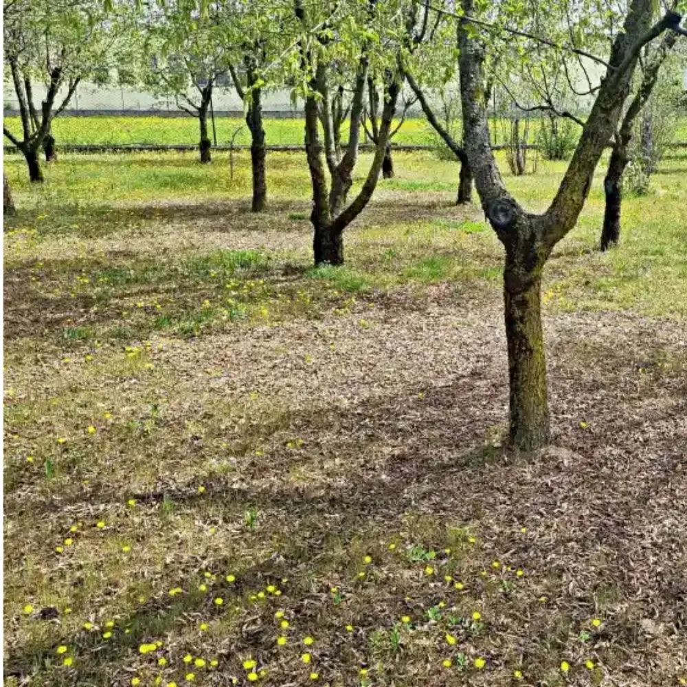AFFASCINANTE MONDO DEL TARTUFO NERO PREGIATO