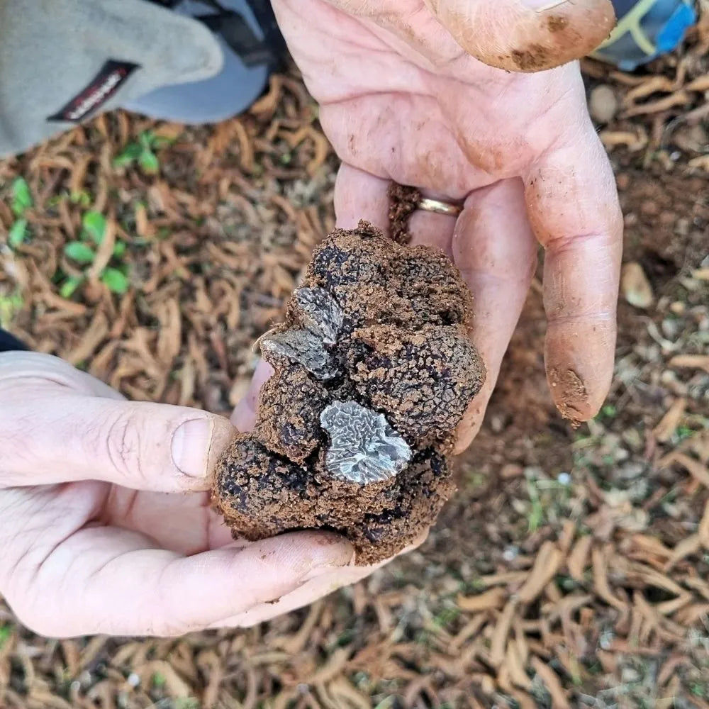 AFFASCINANTE MONDO DEL TARTUFO NERO PREGIATO
