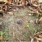 AFFASCINANTE MONDO DEL TARTUFO NERO PREGIATO