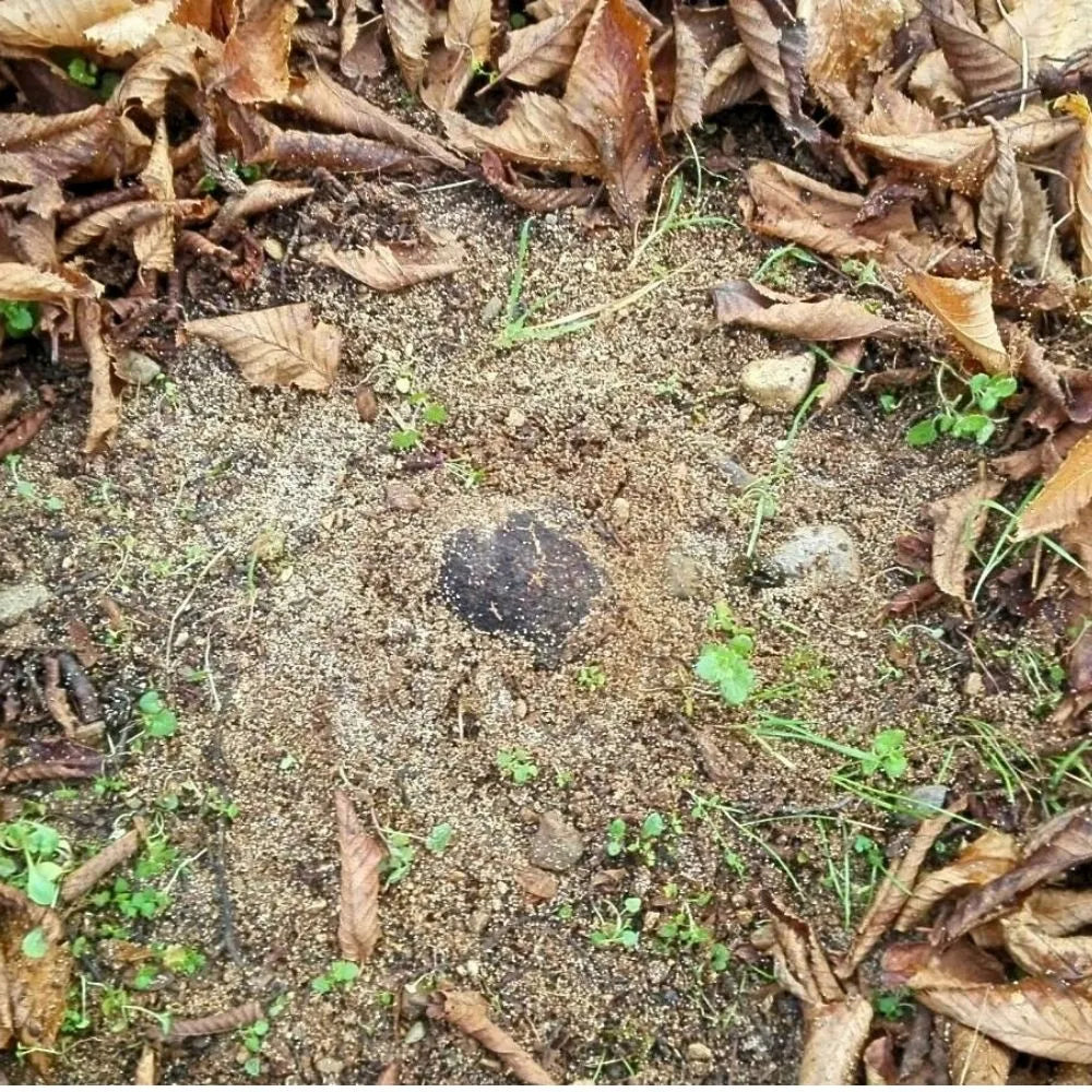 AFFASCINANTE MONDO DEL TARTUFO NERO PREGIATO