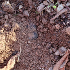 AFFASCINANTE MONDO DEL TARTUFO NERO PREGIATO
