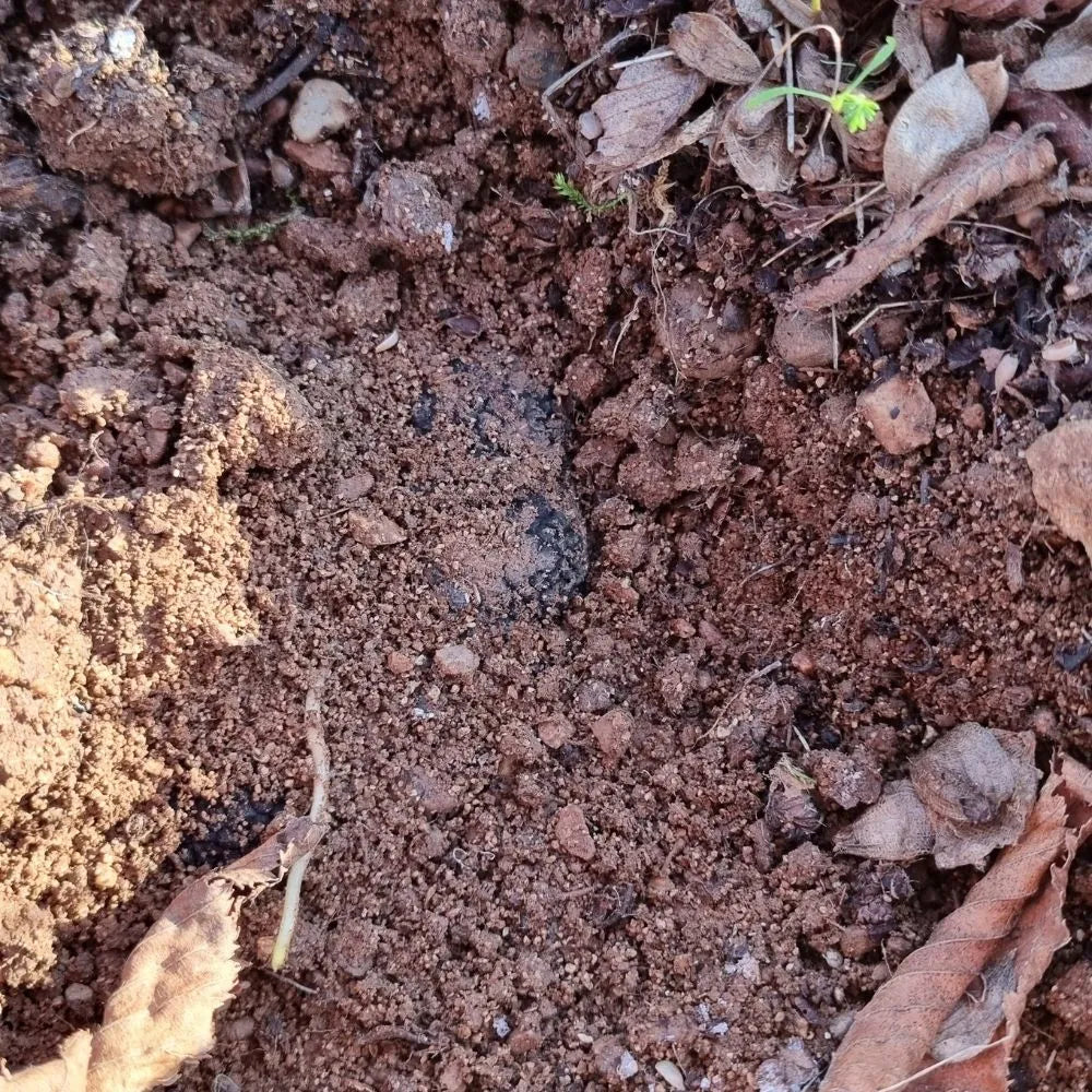AFFASCINANTE MONDO DEL TARTUFO NERO PREGIATO