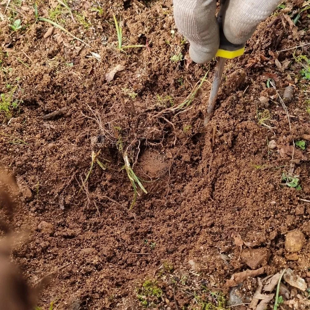 AFFASCINANTE MONDO DEL TARTUFO NERO PREGIATO