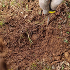 AFFASCINANTE MONDO DEL TARTUFO NERO PREGIATO