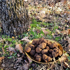AFFASCINANTE MONDO DEL TARTUFO NERO PREGIATO