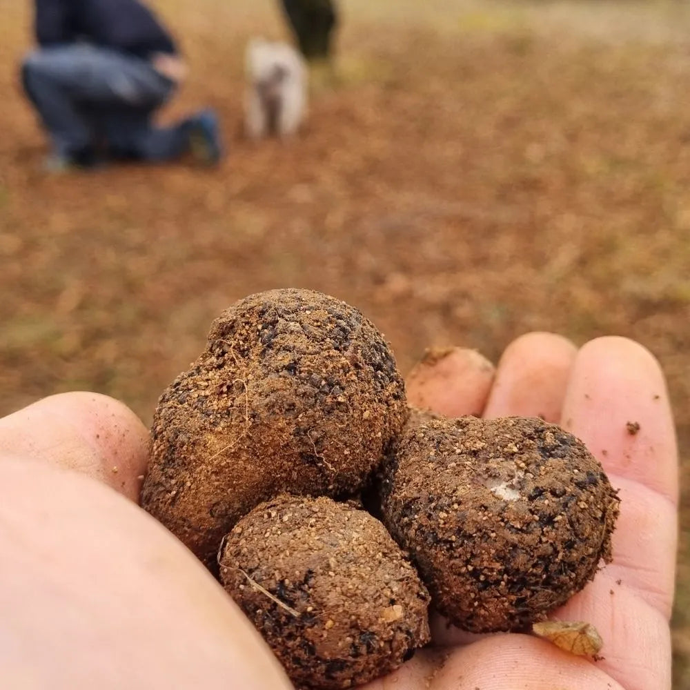 AFFASCINANTE MONDO DEL TARTUFO NERO PREGIATO