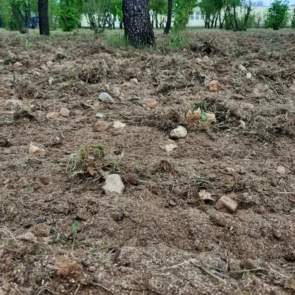 AFFASCINANTE MONDO DEL TARTUFO NERO PREGIATO