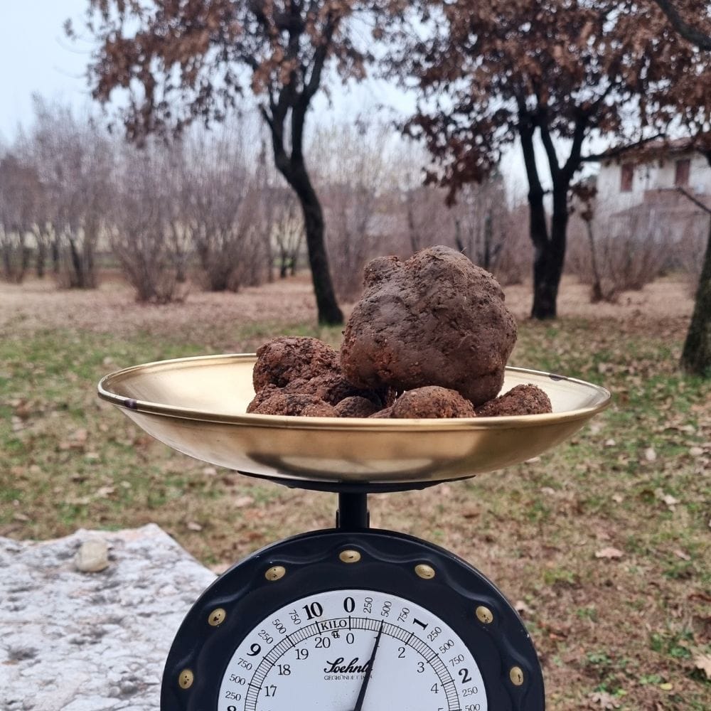 SCOPRI I SEGRETI DEL TARTUFO: SEMINARIO SUL TARTUFO