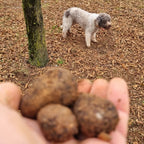 SCOPRI I SEGRETI DEL TARTUFO: SEMINARIO SUL TARTUFO