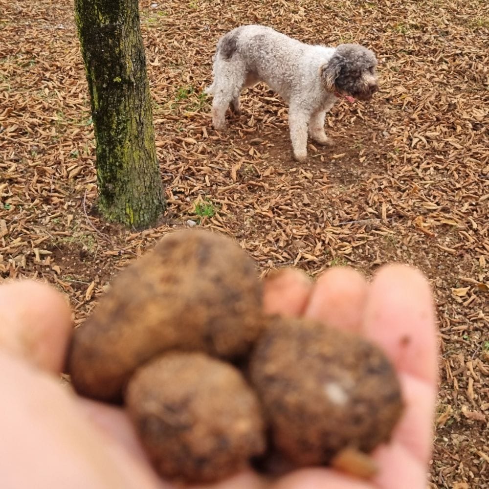 SCOPRI I SEGRETI DEL TARTUFO: SEMINARIO SUL TARTUFO