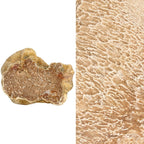 SCOPRI I SEGRETI DEL TARTUFO: SEMINARIO SUL TARTUFO