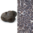 SCOPRI I SEGRETI DEL TARTUFO: SEMINARIO SUL TARTUFO