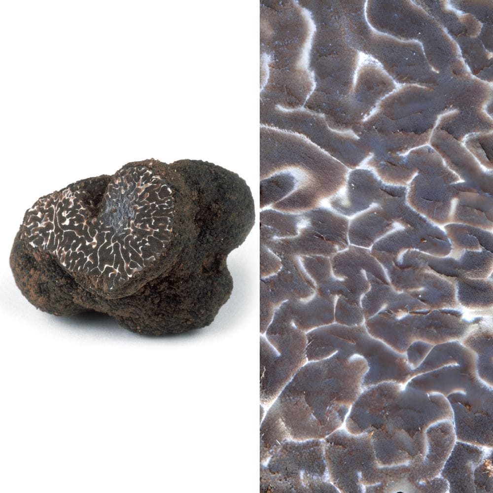 SCOPRI I SEGRETI DEL TARTUFO: SEMINARIO SUL TARTUFO
