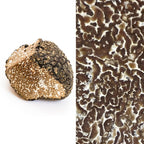 SCOPRI I SEGRETI DEL TARTUFO: SEMINARIO SUL TARTUFO